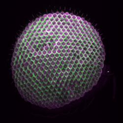 Nonlinear Imaging Example